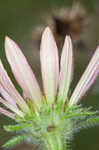 Tennessee purple coneflower